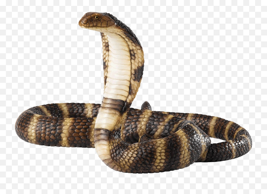 Download Cobra Snake Free Hq Png Image Freepngimg - Cobra Snake Png,Cartoon Snake Png