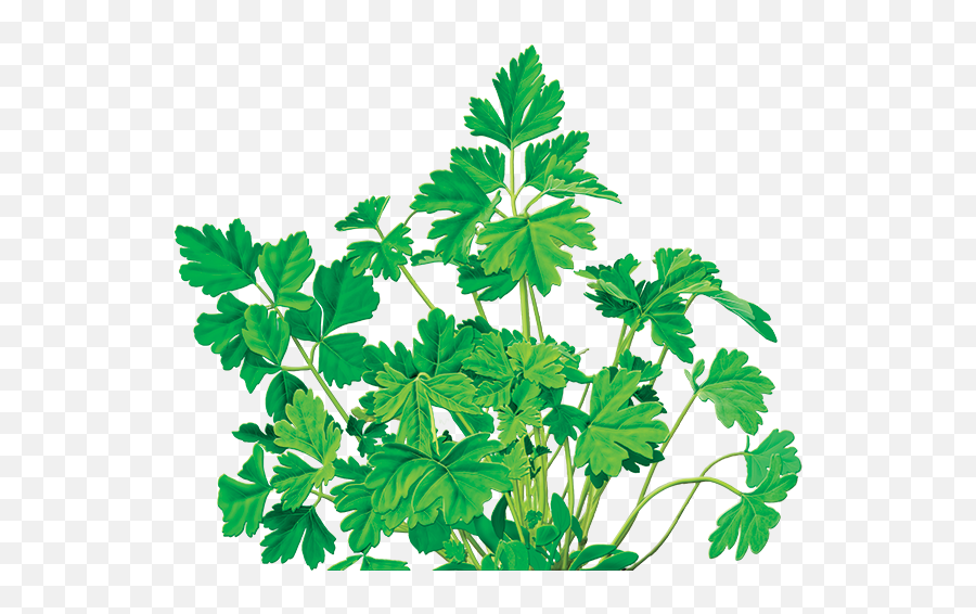 Parsley Herbal Supplement - Alvita Herbal Parsley Tea Parsley Tea Png,Parsley Png