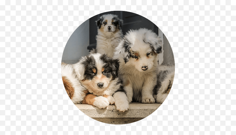 Large - Breed Puppy Nutrition Tips Iams Large Breed Puppies Png,Australian Shepherd Icon