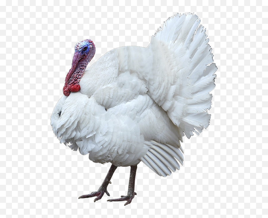 Wow - White Turkey Png,K Png