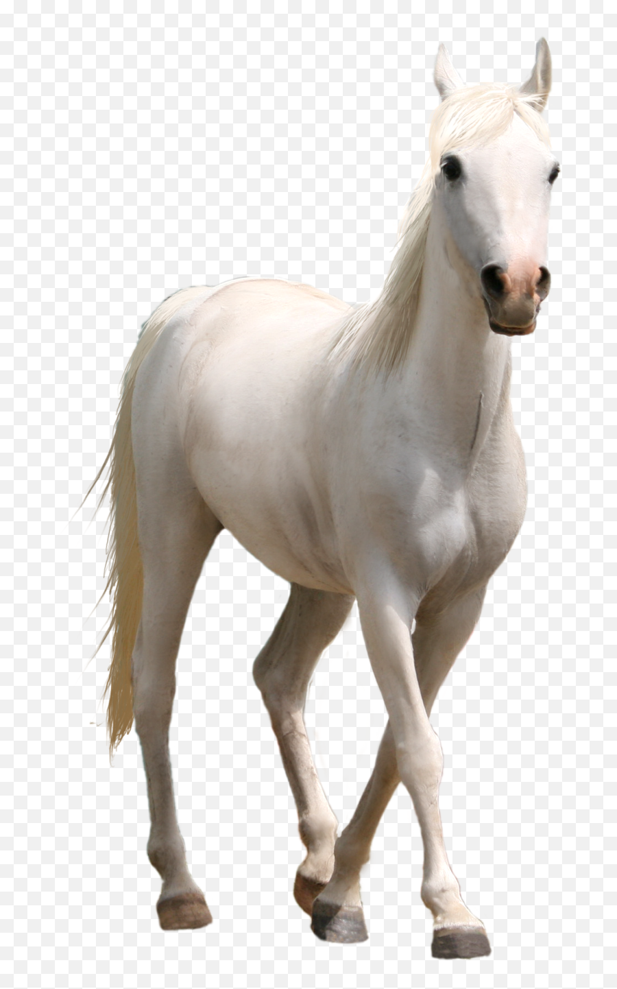 White Horse Png Three Transprent Photo - Transparent Background White Horse Png,White Horse Png