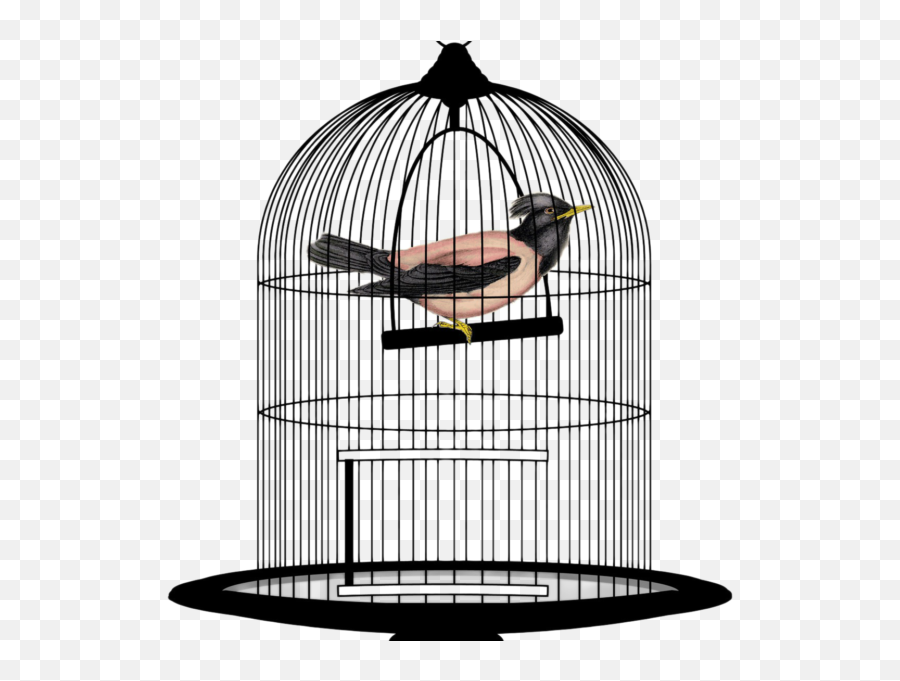 Bird Cage Png Transparent Image - Bird In Cage Png Transparent,Cage Transparent