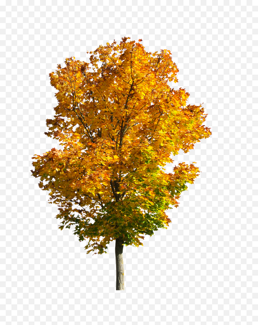 Fall Tree Png - Tree Fall Autumn Autumnleaves Autumn Fall Tree Png,Orange Tree Png