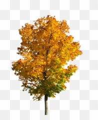 Fall Tree Png - Tree Fall Autumn Autumnleaves Autumn Fall Tree Png,Orange Tree Png