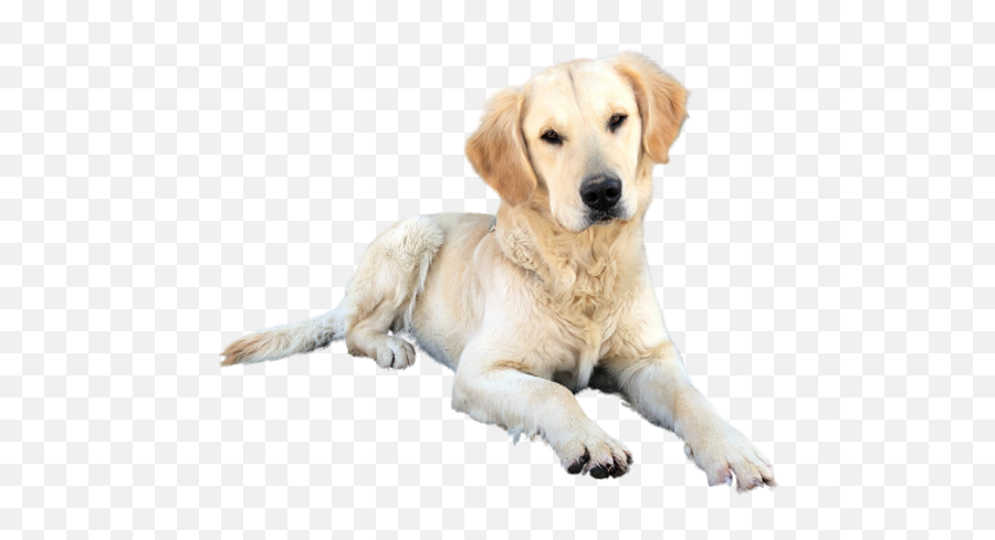 Golden Retriever Puppies Johnsen Family Goldens United - Soft Png,Happy Sad Dog Png Icon