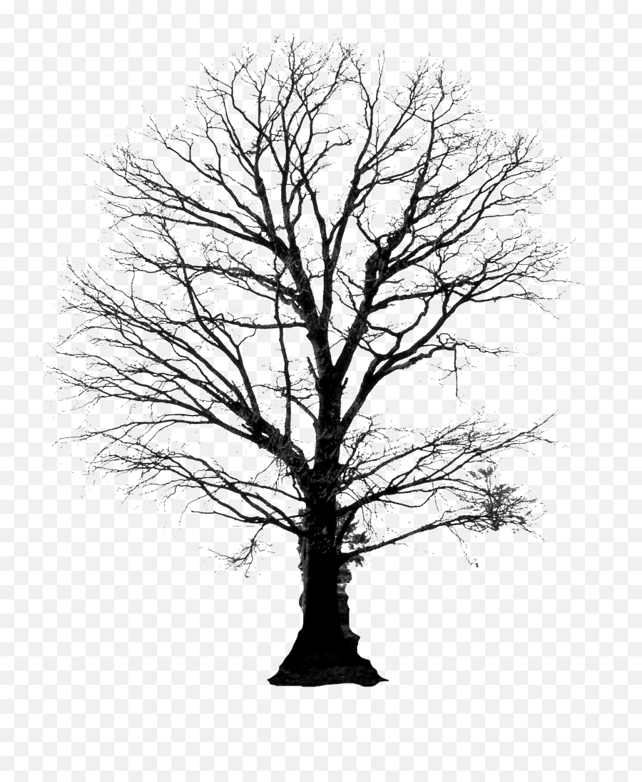 Winter Tree Silhouette Png 4 Image - Tree And Roots Silhouette,Tree Silhouette Png