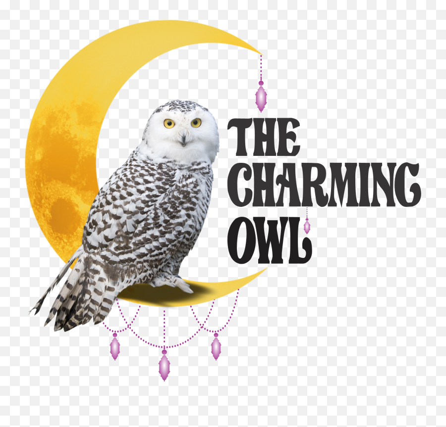 Home The Charming Owl - Owl Transparent Background Png,Night Owl Icon