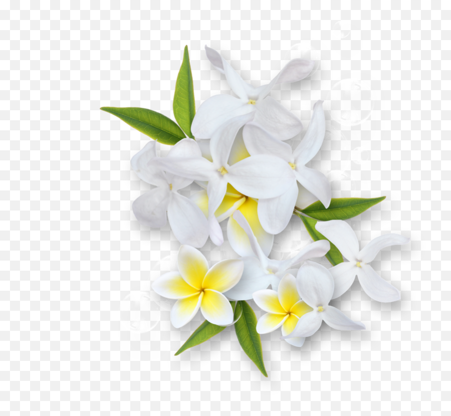 Jasmineflowerclipartblackandwhite Jasmine Flower Png Black And White
