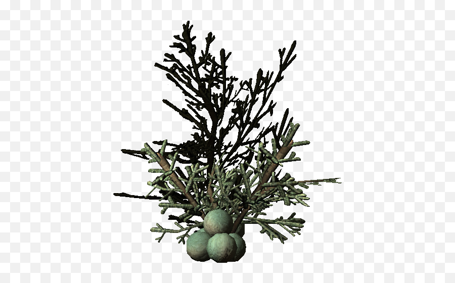 Juniper Berries - Skyrim Wiki Skyrim Juniper Berries Png,Juniper Png