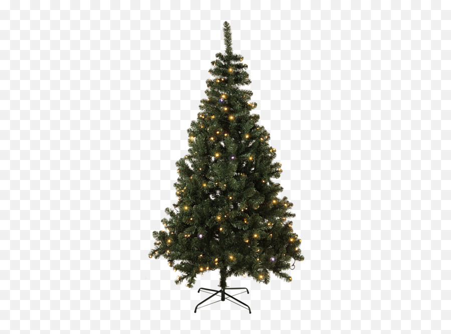 Download Hd Christmas Tree W Led Twinkle - Evergreen Christmas Tree Png,Evergreen Png