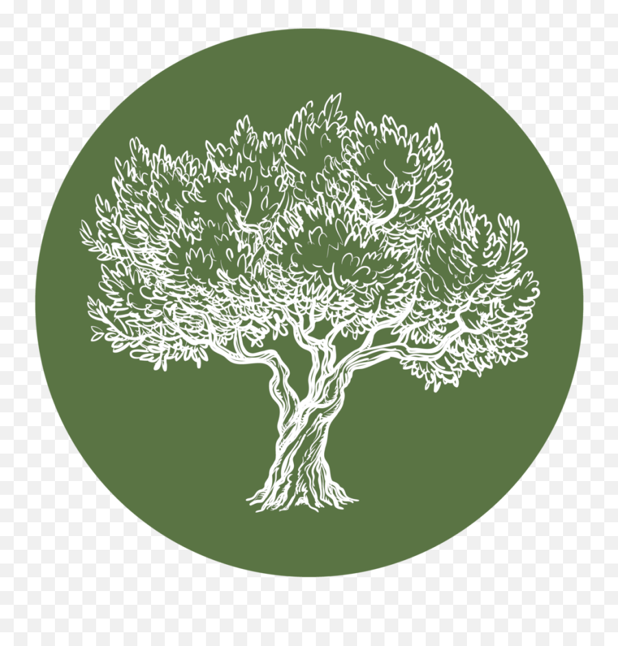 Olive Tree Properties - Olive Png,Olive Tree Png