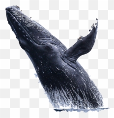 Download Whale Png Hd Image With No - Transparent Background Blue