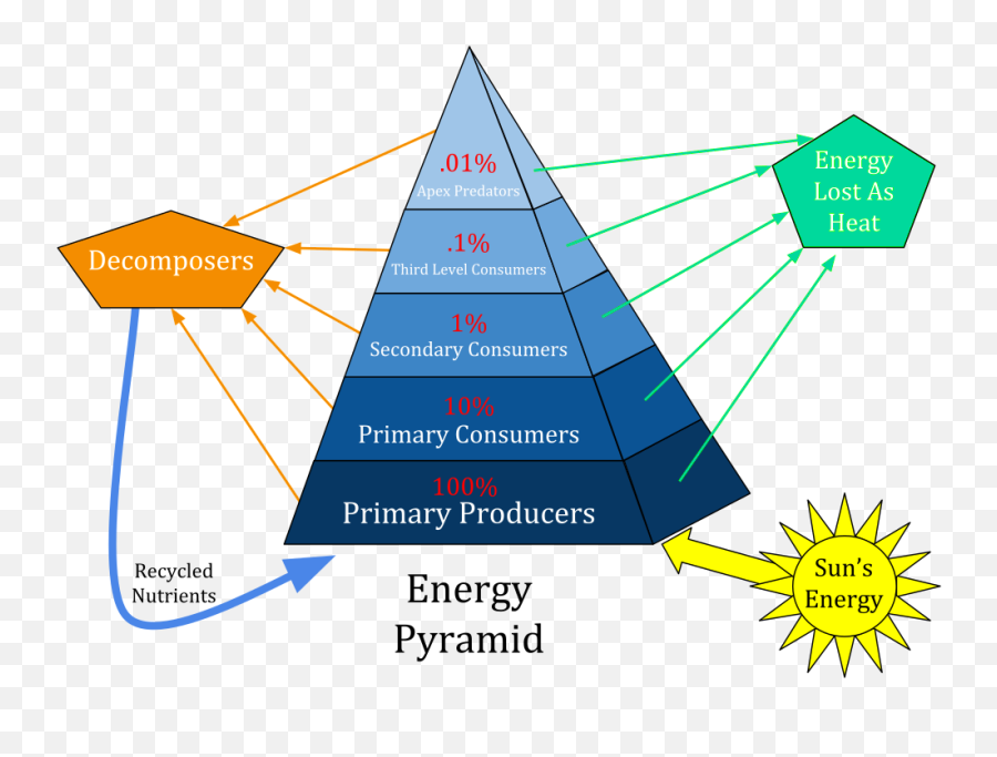 Ecological Pyramid - One Drop Of Sperm Is Equal Png,Food Pyramid Png