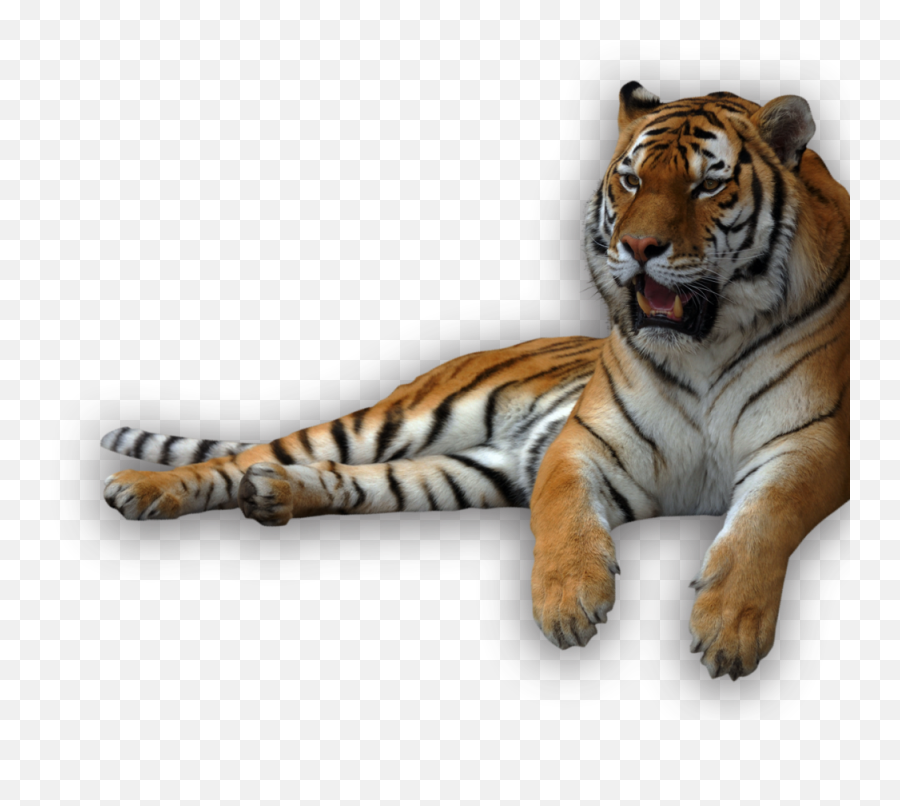 Download Animal Recents - Transparent Background Tiger Png,Tigers Png