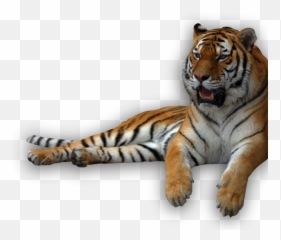 Download Animal Recents - Transparent Background Tiger Png