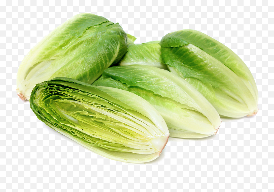Romaine Lettuce Png Photo Arts - Baby Green Romaine Lettuce,Lettuce Png