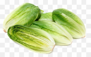 Romaine Lettuce Png Photo Arts - Baby Green Romaine Lettuce,Lettuce Png