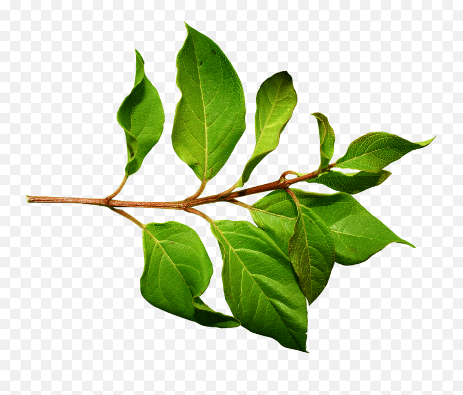 Branch Green Leaf Transparent Png Image - Green Leaves On A Stem,Foliage Png