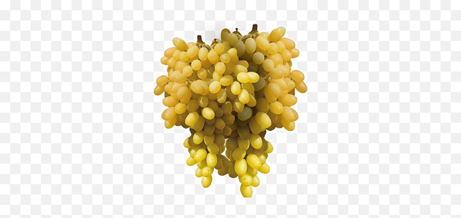 Grapes U2013 Welcome To Fruttygarden - Matrimandir Png,Grape Png