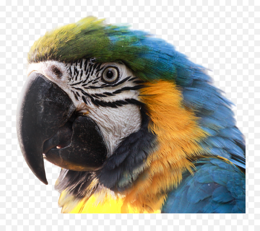 Ara Parrot Png Transparent Image