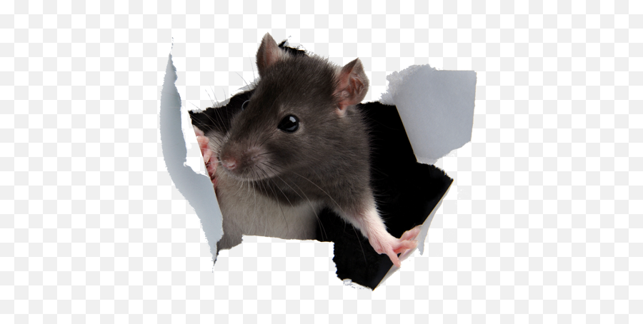 Png Hd Transparent Rats - Rat Breaking Through Wall,Rat Transparent
