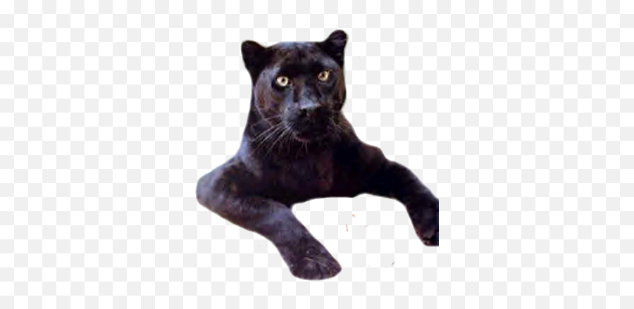 Black Panther Psd Official Psds - Black Panther Png,Black Panther Logo Transparent