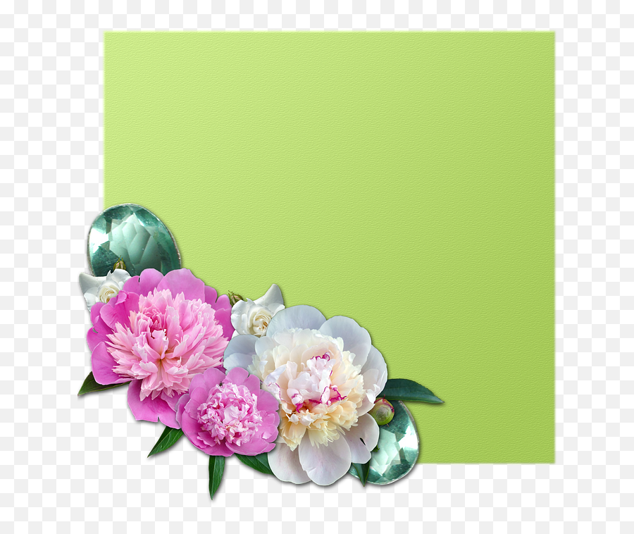 Cluster Peony Roses - Free Image On Pixabay Peony Png,Peony Transparent