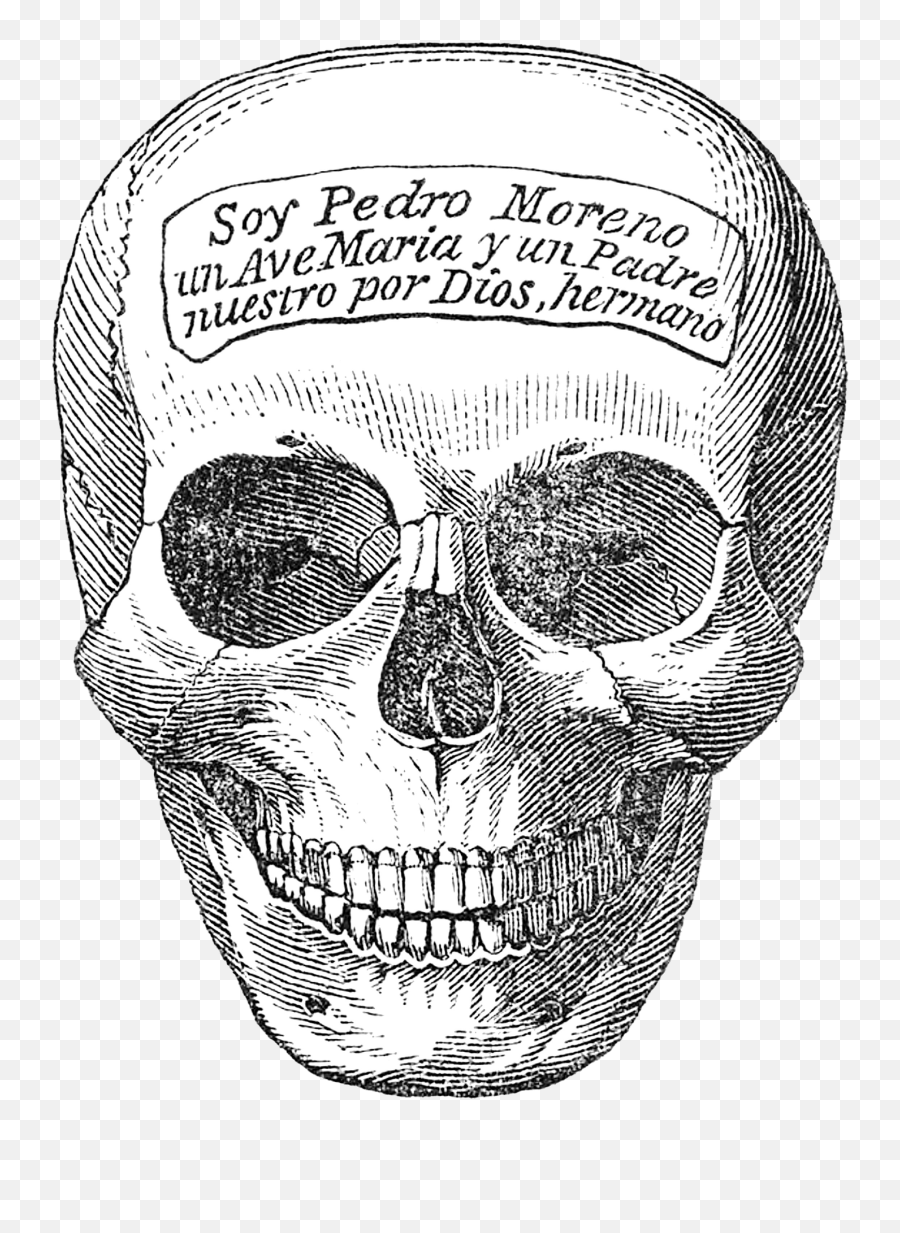 Download Skeleton Head - Skull Png Drawing,Skeleton Head Png
