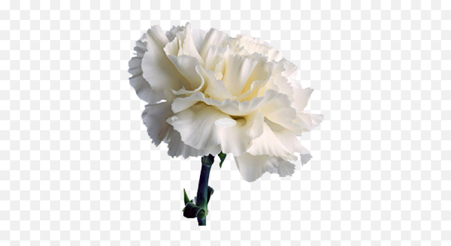 Download Carnation 1 - White Carnation Png Png Image With No,Carnation Png