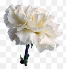 Download Carnation 1 - White Carnation Png Png Image With No,Carnation Png