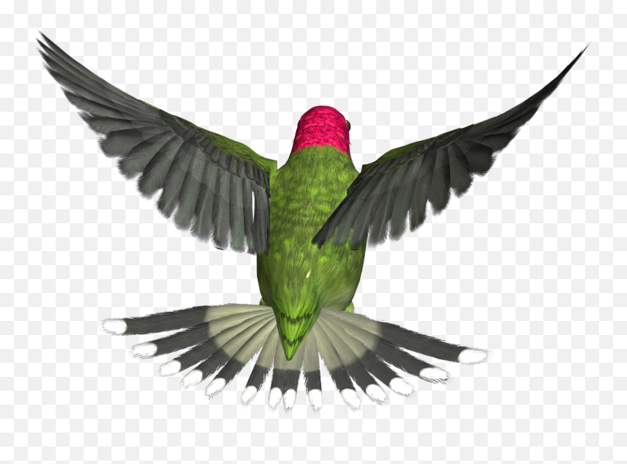 Download - Flying Bird Gif Png,Hummingbird Png