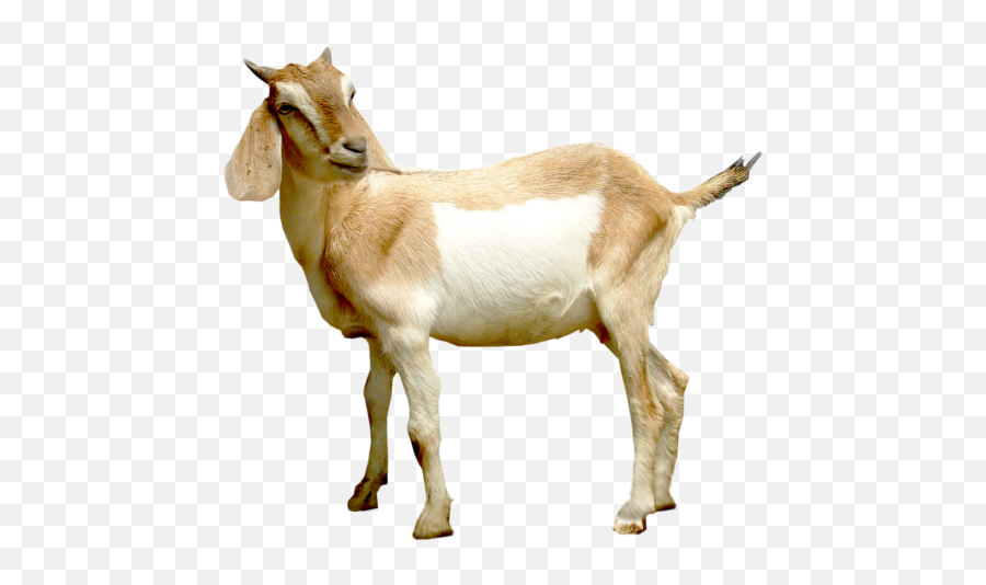 Goat And Pig Png Format Vector 4free - Free Png Image,Goats Png