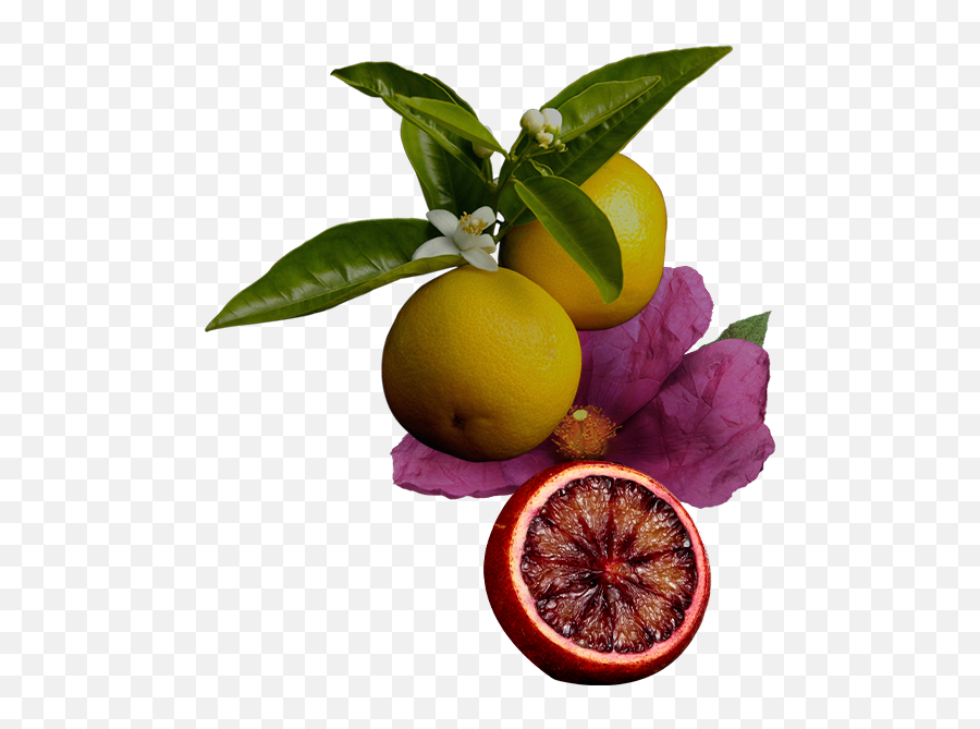 Icons Discovery Set - Rangpur Png,Grapefruit Icon