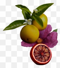 Icons Discovery Set - Rangpur Png,Grapefruit Icon