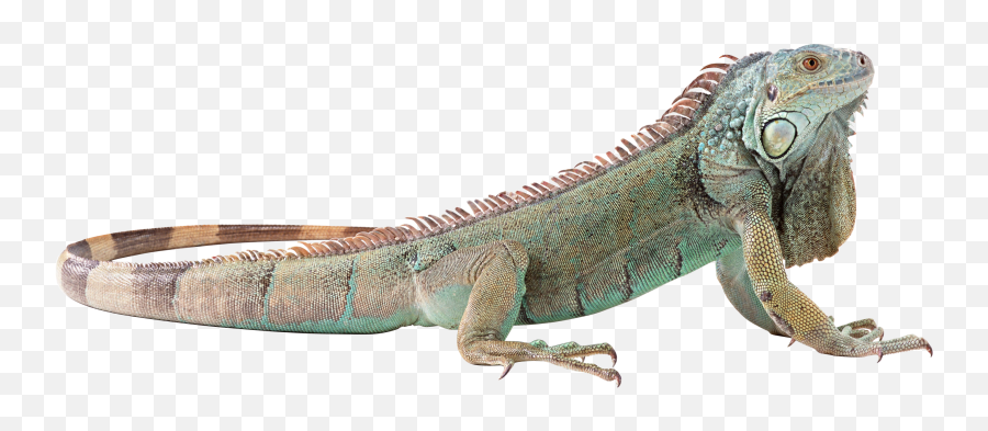 Png Lizard - Iguana Png,Lizard Transparent