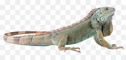 Png Lizard - Iguana
