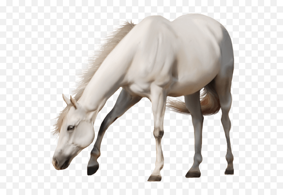 Beautiful White Horse Transparent Png - White Horse Transparent Background,White Horse Png