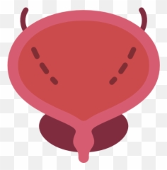 Free Icon Bladder Png