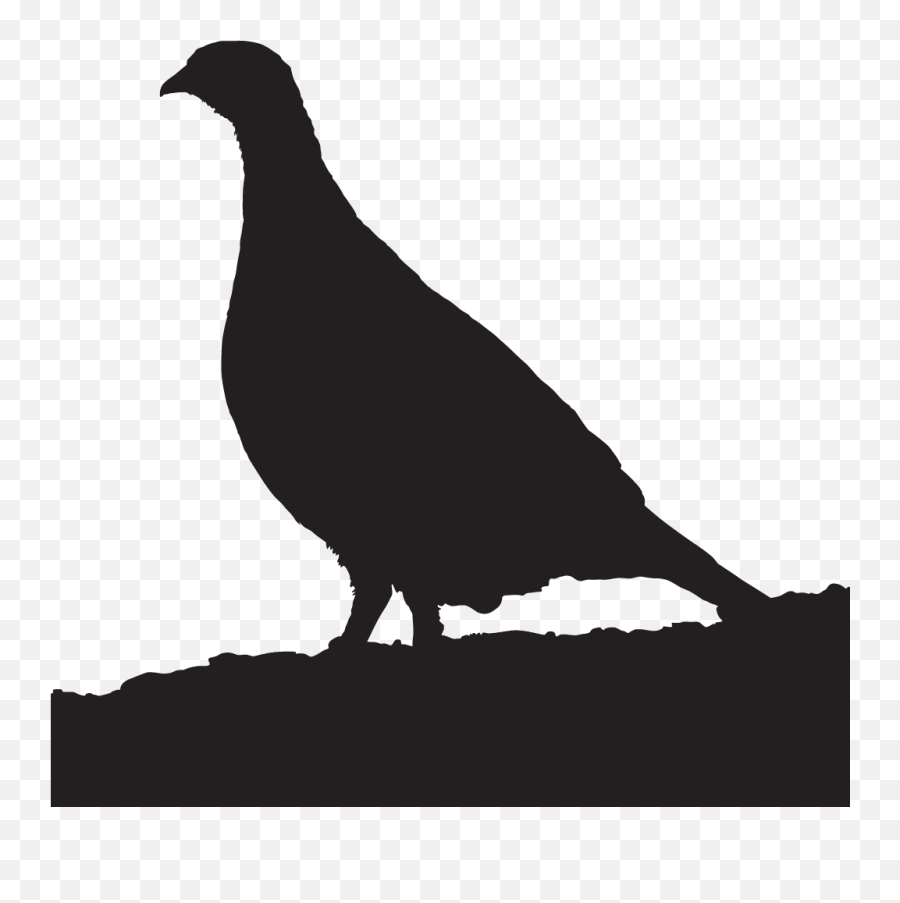Willow Ptarmigan Overview All About Birds Cornell Lab Of Png Icon