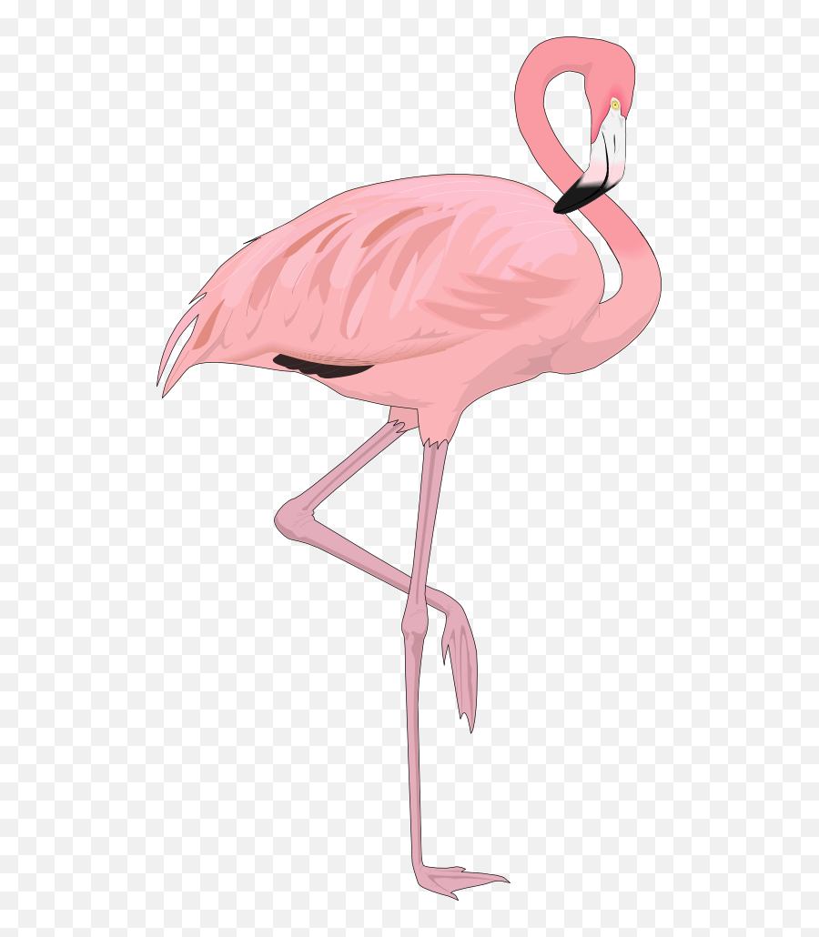 Png Flamingo - Transparent Background Flamingo Png,Flamingo Transparent Background