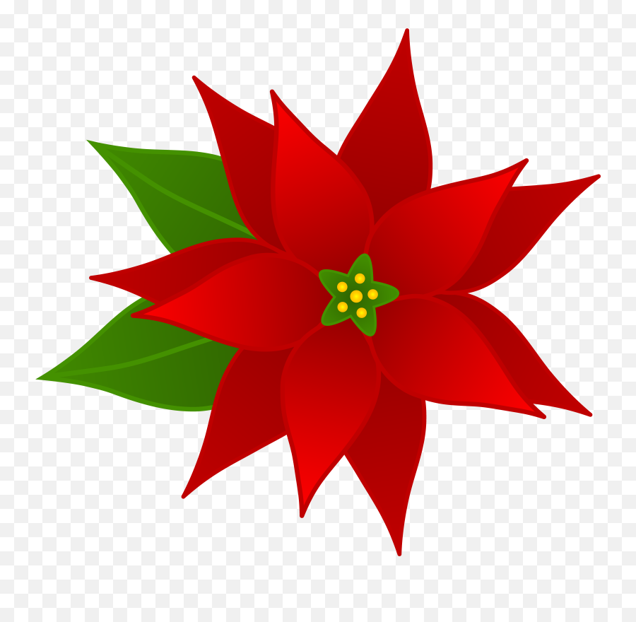 Poinsettia Plant Picture Freeuse Stock Png
