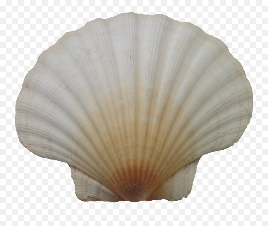 Seashell Png Images Free Download - Png,Shell Png