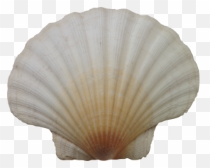 Seashell Png Images Free Download - Png,Shell Png