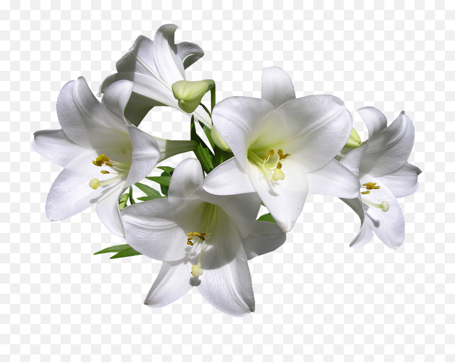 Lilies Png 3 Image - Lilies Png,Lilies Png
