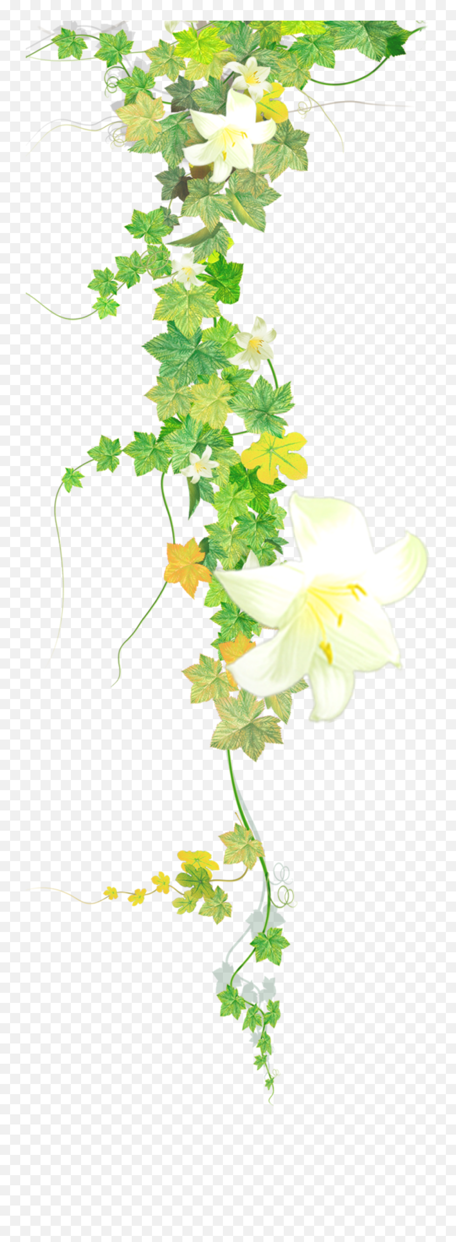 Download Vine Png - Transparent Flower Vine Png,Transparent Vine