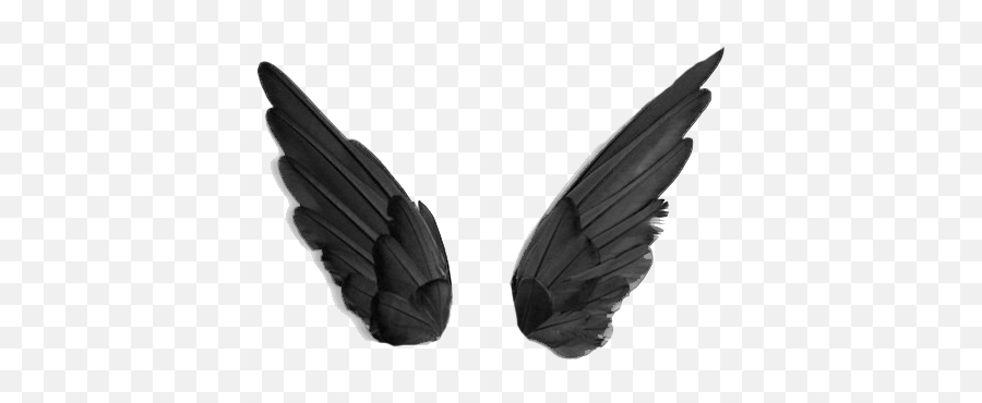 Black Wings Png - Imej Black Veil Brides,Black Wing Png