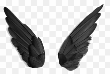 Black Wings Png - Imej Black Veil Brides,Black Wing Png