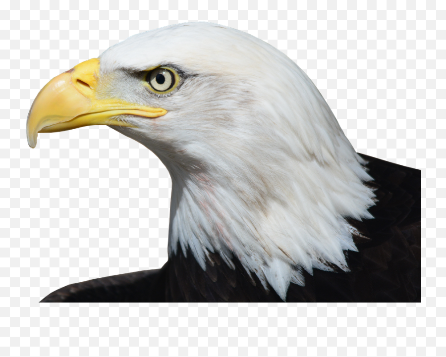 Bald Eagle Png Image - Eagle Beak Png,Bald Head Png
