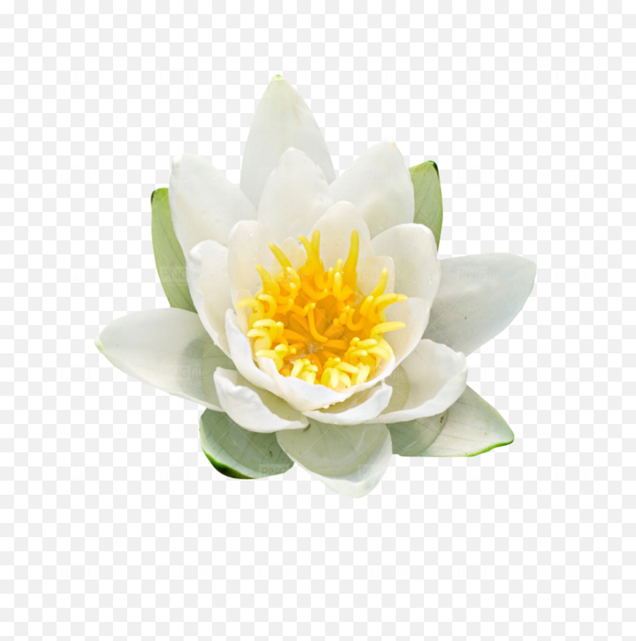 Most Downloads - White Water Lily Png,Free.png Files