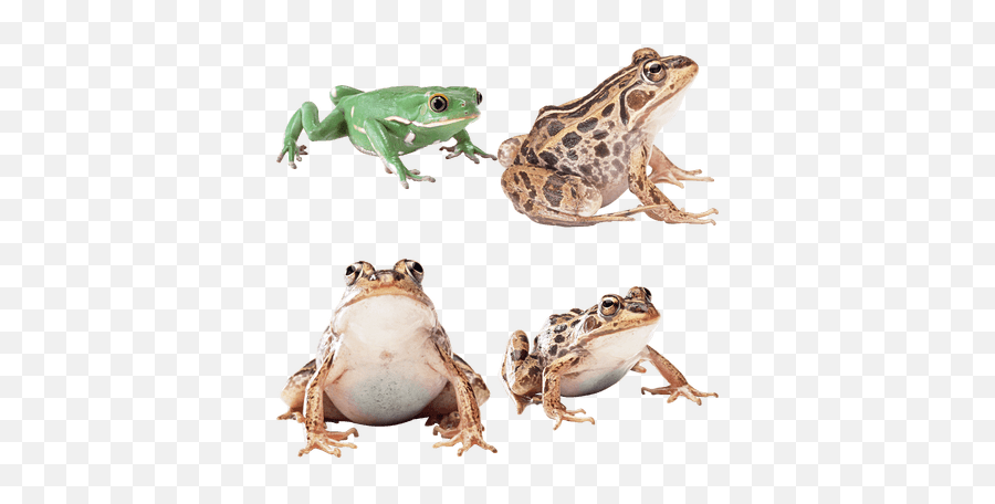 Frogs Transparent Png Images - Stickpng Frog Transparent Background,Frog Transparent Background